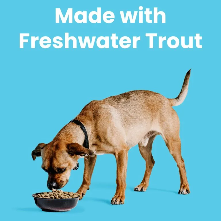 Dog eating BIXBI Liberty® Dry Food with freshwater trout ingredients.