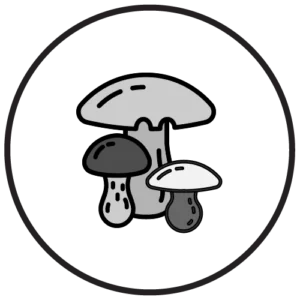 Delicious mushroom-based nutrition for dogs and cats.