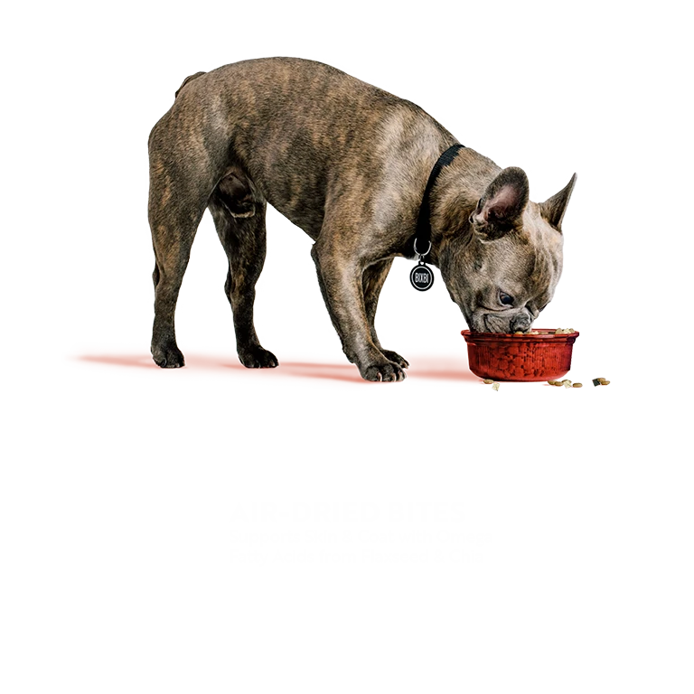 Brindle French Bulldog eating from a red pet bowl on a white background.